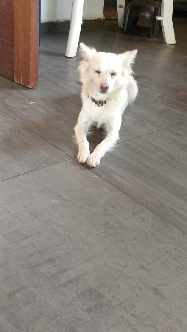 Pepper, una dolcissima pelosetta Foto 2